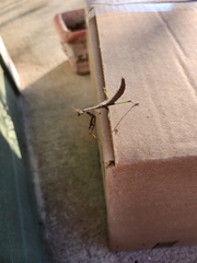 Stagmomantis carolina