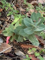 Arctostaphylos regismontana