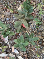 Arctostaphylos regismontana