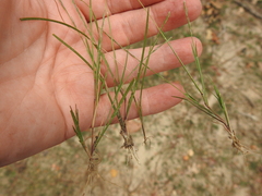 Aristida longespica