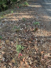 Arctostaphylos regismontana