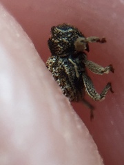 Andracalles horridus