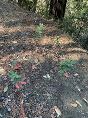 Arctostaphylos regismontana