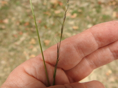 Aristida longespica