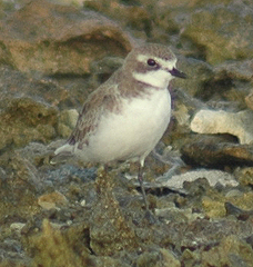 Charadrius mongolus