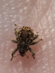 Andracalles horridus