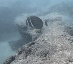 Acanthurus guttatus