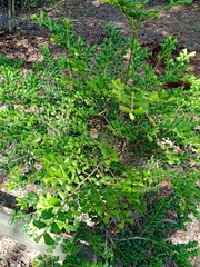 Diospyros pustulata