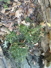 Cyperus hortensis