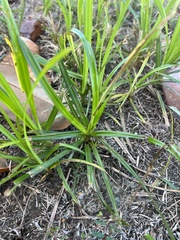 Cyperus rotundus rotundus