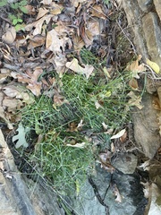 Cyperus hortensis