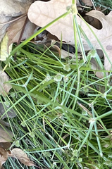 Cyperus hortensis