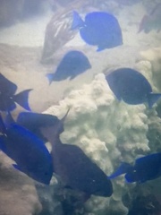 Acanthurus coeruleus