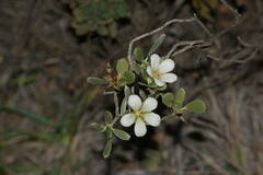 Geranium cuneatum