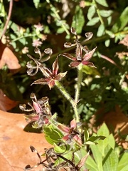 Geranium thunbergii
