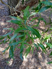 Acacia spirorbis