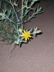 Mentzelia multiflora