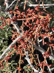 Phoradendron californicum