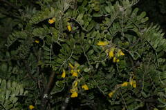Sophora chrysophylla