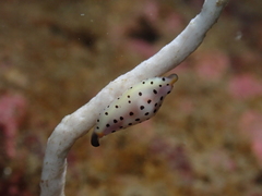 Cuspivolva pulcherrima