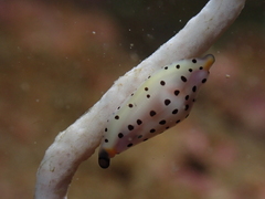 Cuspivolva pulcherrima
