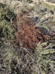 Phoradendron californicum