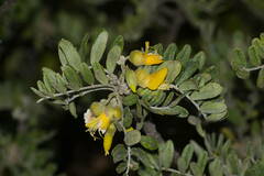 Sophora chrysophylla