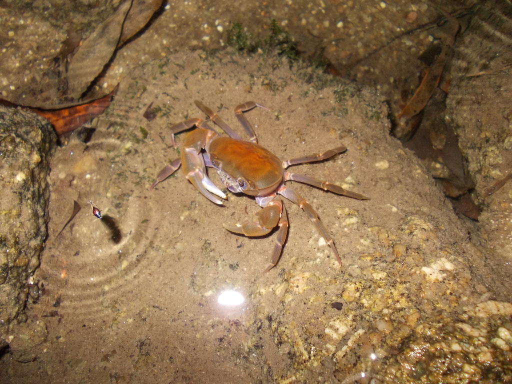 Villopotamon
