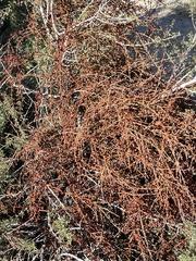 Phoradendron californicum