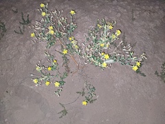 Mentzelia multiflora