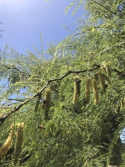 Prosopis