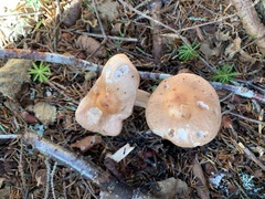 Rhodocollybia prolixa
