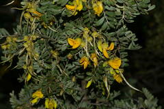 Sophora chrysophylla