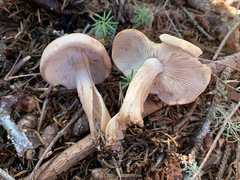 Rhodocollybia prolixa