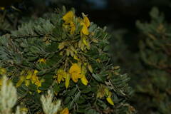 Sophora chrysophylla