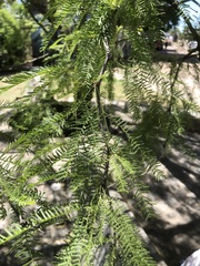 Prosopis