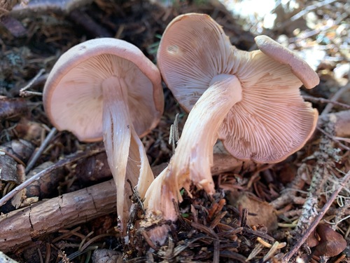 Omphalotaceae image
