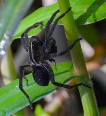 Tigrosa georgicola
