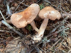 Rhodocollybia prolixa