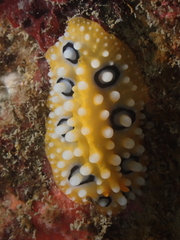 Phyllidia ocellata