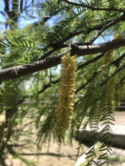 Prosopis