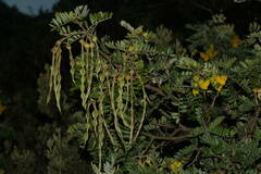 Sophora chrysophylla