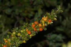 Coprosma montana
