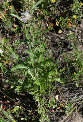 Cirsium osterhoutii