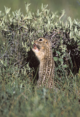 Thirteen-Lined Ground Squirrel photo 5