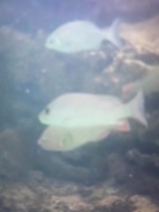 Lutjanus griseus