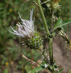Cirsium osterhoutii