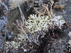 Cladonia uncialis
