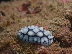 Phyllidiidae