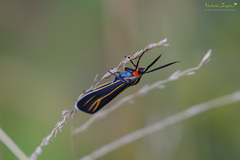 Ctenucha venosa
